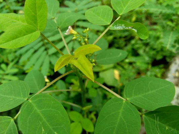 Közelkép Zöld Oxalis Barrelieri Barrelier Woodsorrel Levendula Sorrel Trfle Oseille — Stock Fotó