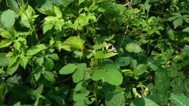 Doğadaki yeşil Oxalis Barrelieri 'yi (Barrelier' in odunkuşu, lavanta doru, trfle, oseille marron, oseille savane, Oxalis bahiensis) kapatın..