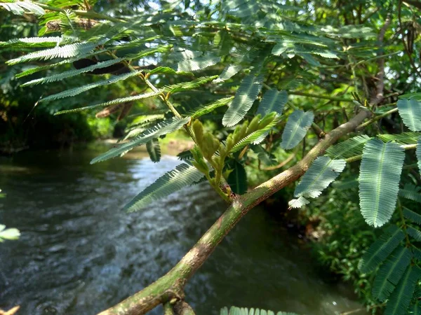 Mimosa Pigra Con Fondo Natural Mimosa Pigra Comúnmente Conocido Como — Foto de Stock