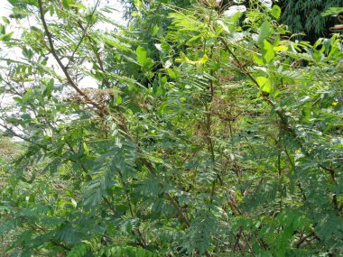 Doğal bir geçmişi olan Mimosa pigra. Mimosa pigra (