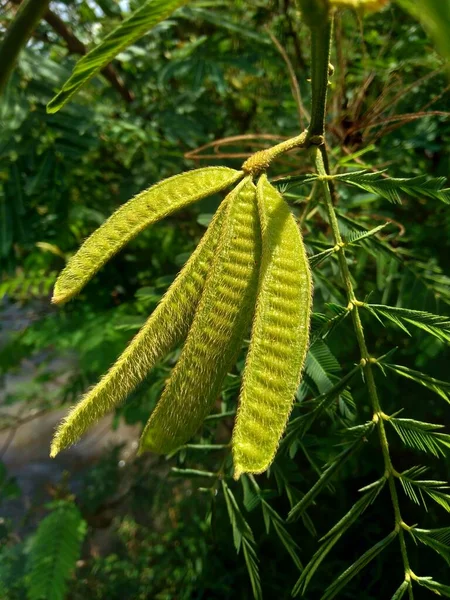 Mimosa Pigra Avec Fond Naturel Mimosa Pigra Est Une Espèce — Photo