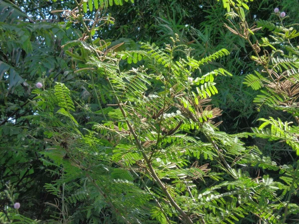 돼지는 타고난 배경을 가지고 미모사피그라 Mimosa Pigra 감수성 나무로 알려져 — 스톡 사진