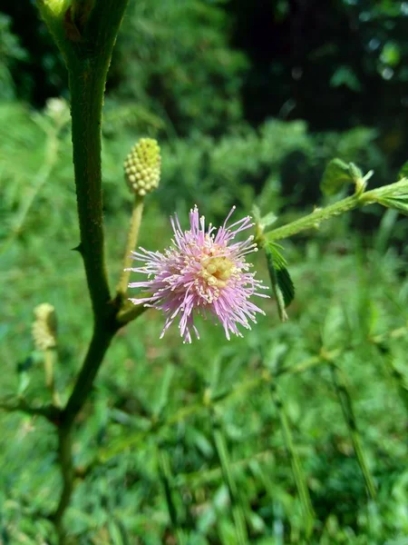 Mimosa Pigra Com Fundo Natural Mimosa Pigra Uma Espécie Planta — Fotografia de Stock