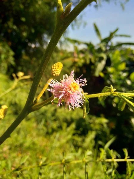 Свиня Mimosa Природним Тлом Mimosa Pigra Широко Відоме Гігантське Чутливе — стокове фото