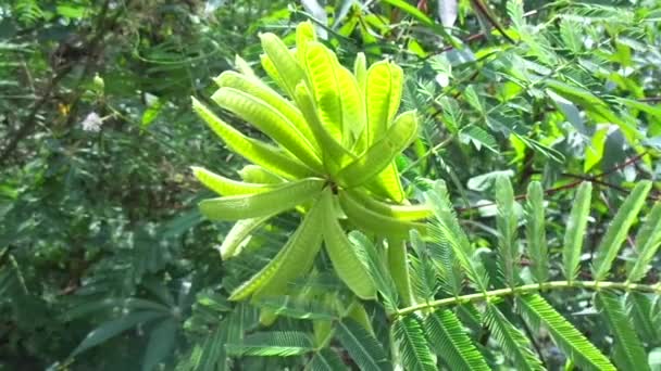 Mimosa Pigra Con Fondo Natural Mimosa Pigra Comúnmente Conocido Como — Vídeos de Stock