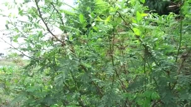 Mimosa Pigra Naturalnym Tłem Mimosa Pigra Powszechnie Znany Jako Gigantyczne — Wideo stockowe