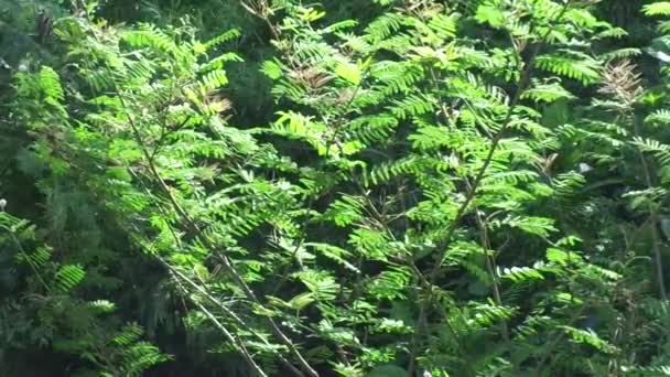 Mimosa Pigra Com Fundo Natural Mimosa Pigra Uma Espécie Planta — Vídeo de Stock
