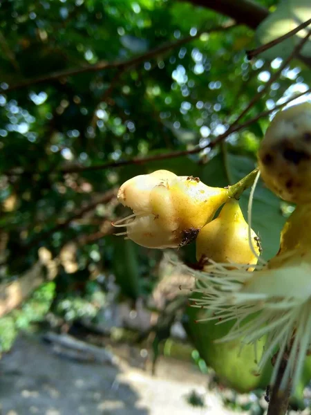 Yzygium Aqueum Wässriger Rosenapfel Wasserapfel Glockenfrucht Blume Mit Natürlichem Hintergrund — Stockfoto