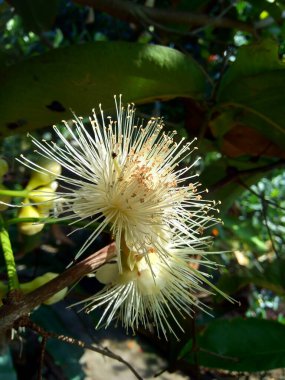 yzygium aqueum (sulu gül elması, su elması, çan meyvesi) çiçeği doğal arka plandadır. Meyvenin elmalara çok benzeyen hafif ve hafif tatlı bir tadı ve gevrek sulu bir dokusu vardır..
