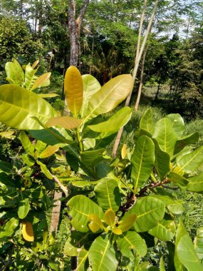 Doğal arka planlı kaju yaprakları (Anacardium occidentale)
