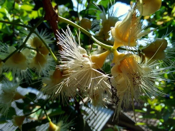 yzygium aqueum (watery rose apple, water apple, bell fruit) flower with a natural background. The fruit has a very mild and slightly sweet taste similar to apples, and a crisp watery texture.