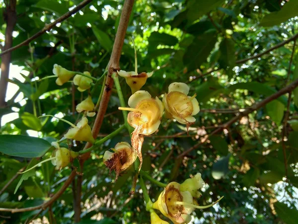 천연적 배경을 수족관 꽃이다 열매는 사과와 비슷하면서 있으며 바삭바삭 물감도 — 스톡 사진