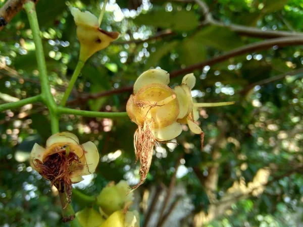 Yzygium Aqueum Wässriger Rosenapfel Wasserapfel Glockenfrucht Blume Mit Natürlichem Hintergrund — Stockfoto