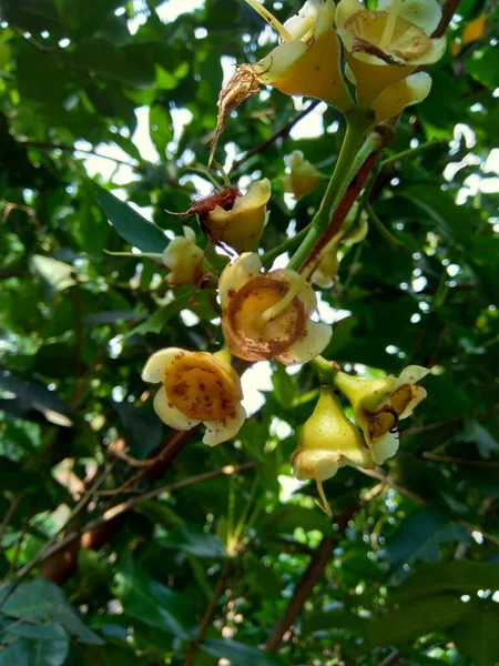 천연적 배경을 수족관 꽃이다 열매는 사과와 비슷하면서 있으며 바삭바삭 물감도 — 스톡 사진