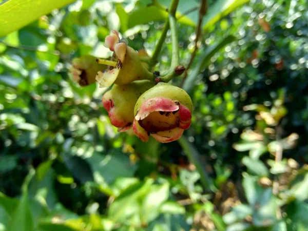 Acqueo Yzygium Mela Rosa Acquosa Mela Dell Acqua Frutta Campana — Foto Stock