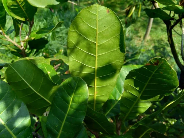 Las Hojas Anacardo Anacardium Occidentale Con Fondo Natural —  Fotos de Stock