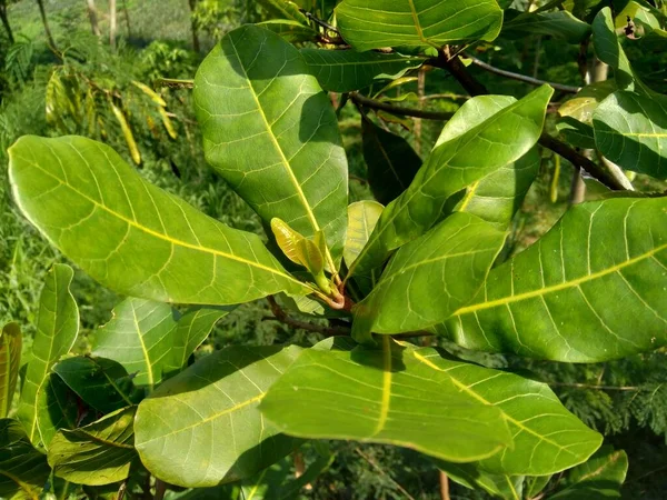 Folhas Caju Anacardium Occidentale Com Fundo Natural — Fotografia de Stock