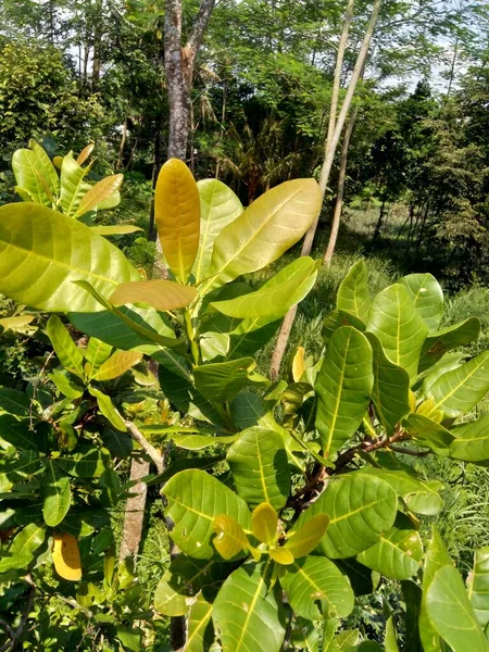 Doğal arka planlı kaju yaprakları (Anacardium occidentale)