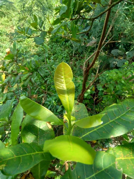 Cashew Leaves Anacardium Occidentale Natural Background — Stock Photo, Image
