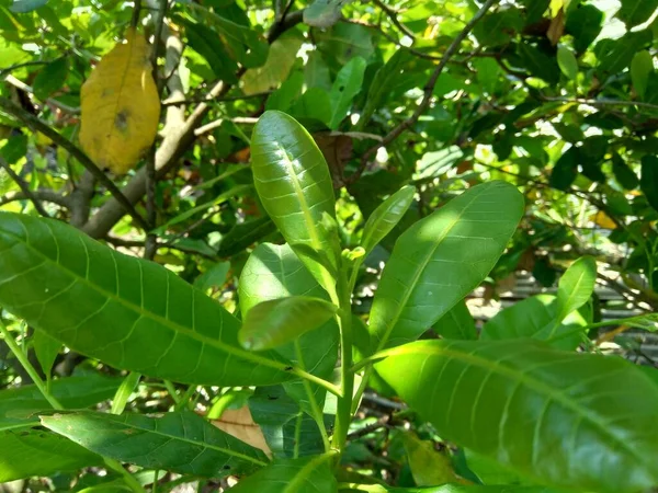 Folhas Caju Anacardium Occidentale Com Fundo Natural — Fotografia de Stock