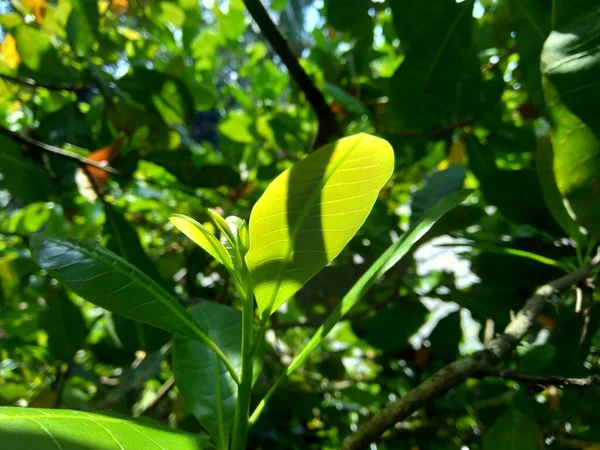 Folhas Caju Anacardium Occidentale Com Fundo Natural — Fotografia de Stock