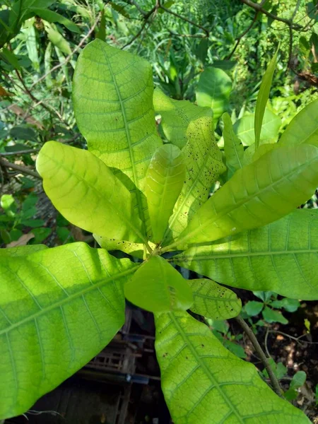 Doğal Arka Planlı Kaju Yaprakları Anacardium Occidentale — Stok fotoğraf
