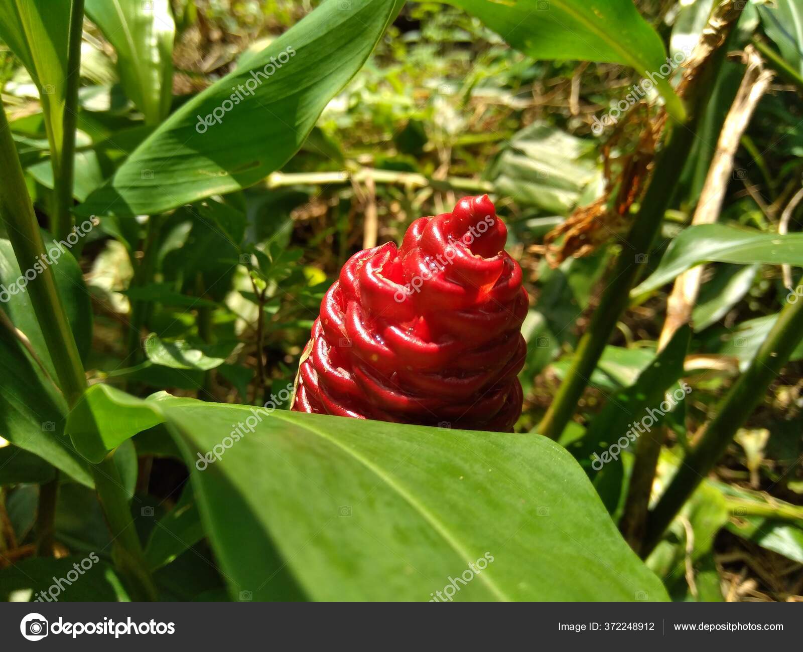 Bitter Ginger Zingiber Zerumbet Shampoo Ginger Pinecone Ginger Awapuhi