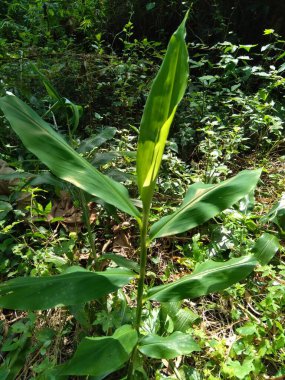 Acı zencefil (Zingiber zerumbet, şampuan zencefil, kozalak zencefil, awapuhi, lempuyang), zencefil familyasından bir bitki türüdür. Bazen yemek tatlandırıcı ve çeşitli mutfaklarda aperatif olarak kullanılır..