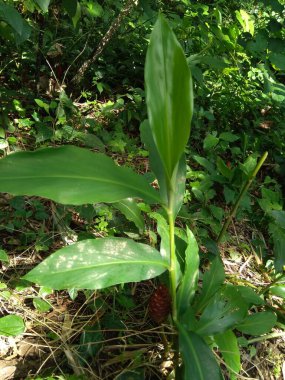Acı zencefil (Zingiber zerumbet, şampuan zencefil, kozalak zencefil, awapuhi, lempuyang), zencefil familyasından bir bitki türüdür. Bazen yemek tatlandırıcı ve çeşitli mutfaklarda aperatif olarak kullanılır..