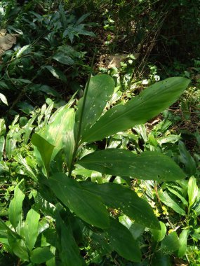Acı zencefil (Zingiber zerumbet, şampuan zencefil, kozalak zencefil, awapuhi, lempuyang), zencefil familyasından bir bitki türüdür. Bazen yemek tatlandırıcı ve çeşitli mutfaklarda aperatif olarak kullanılır..