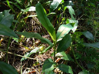 Acı zencefil (Zingiber zerumbet, şampuan zencefil, kozalak zencefil, awapuhi, lempuyang), zencefil familyasından bir bitki türüdür. Bazen yemek tatlandırıcı ve çeşitli mutfaklarda aperatif olarak kullanılır..