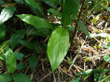 Acı zencefil (Zingiber zerumbet, şampuan zencefil, kozalak zencefil, awapuhi, lempuyang), zencefil familyasından bir bitki türüdür. Bazen yemek tatlandırıcı ve çeşitli mutfaklarda aperatif olarak kullanılır..