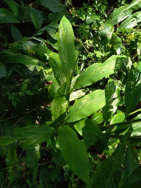 Jengibre Amargo Zingiber Zerumbet Shampoo Ginger Pinecone Ginger Awapuhi Lempuyang — Foto de Stock