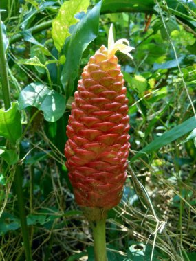 Acı zencefil (Zingiber zerumbet, şampuan zencefil, kozalak zencefil, awapuhi, lempuyang), zencefil familyasından bir bitki türüdür. Bazen yemek tatlandırıcı ve çeşitli mutfaklarda aperatif olarak kullanılır..