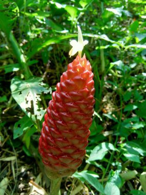 Acı zencefil (Zingiber zerumbet, şampuan zencefil, kozalak zencefil, awapuhi, lempuyang), zencefil familyasından bir bitki türüdür. Bazen yemek tatlandırıcı ve çeşitli mutfaklarda aperatif olarak kullanılır..