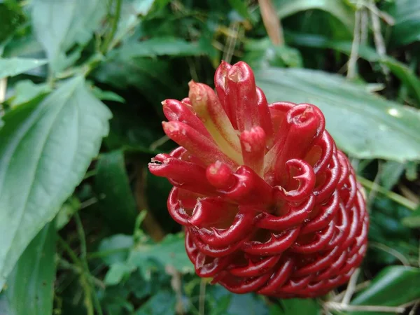 Bitter Ginger Zingiber Zerumbet Shampoo Ginger Pinecone Ginger Awapuhi Lempuyang — Stock Photo, Image