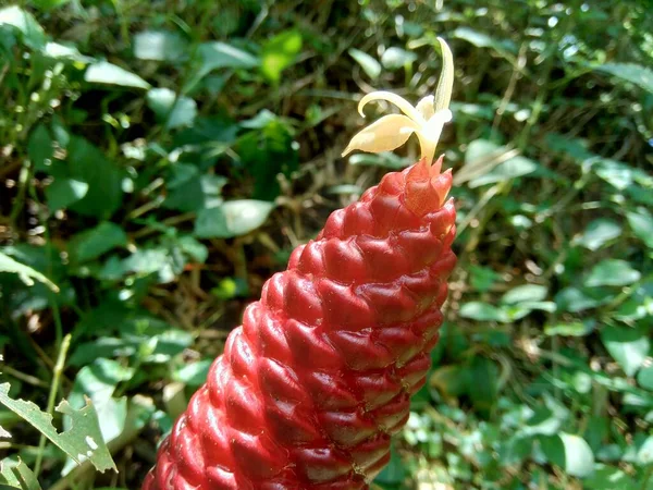 Bitter Ginger 是姜科植物中的一种 其种类有零贝 香波生姜 松果生姜 羊角生姜 羊角生姜等 有时在各种烹调中用作食品调料和开胃菜 — 图库照片