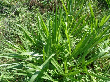 Kültürel geçmişe sahip Pennisetum purpureum (Cenchrus purpureus Schumach, Napier grass, fil otu, Uganda otu, kolonjono, suket gajah) 'ı kapatın. Dev bir tropikal ot..