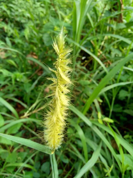 Close Pennisetum Purpureum Cenchrus Purpureus Schumach Grama Napier Grama Elefante — Fotografia de Stock