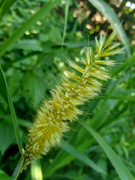 Закройте Pennisetum Purpureum Cenchrus Purpureus Fabmach Зеленая Трава Слоновая Трава — стоковое фото