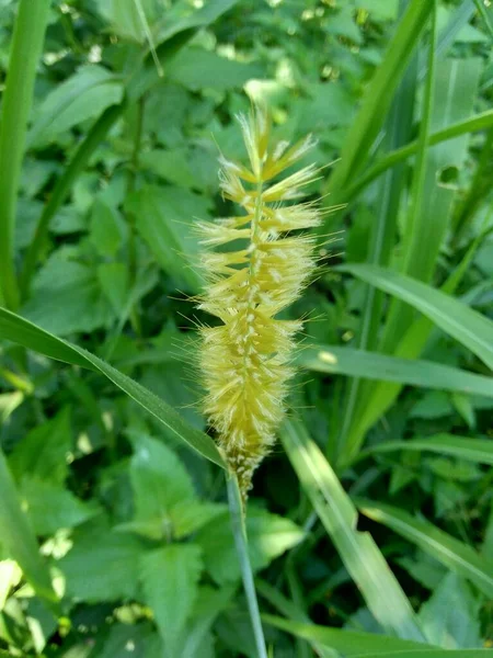 Закройте Pennisetum Purpureum Cenchrus Purpureus Fabmach Зеленая Трава Слоновая Трава — стоковое фото