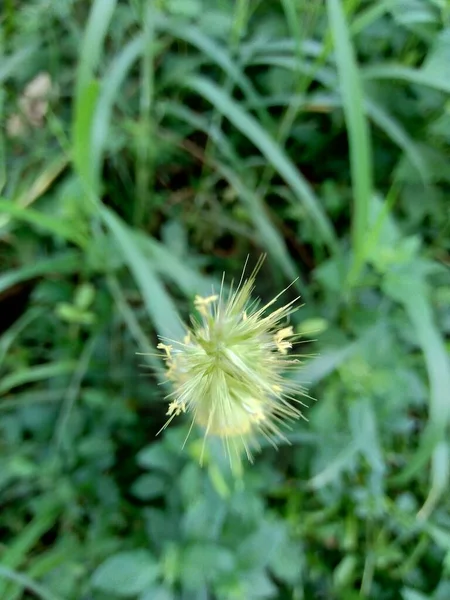 Закройте Pennisetum Purpureum Cenchrus Purpureus Fabmach Зеленая Трава Слоновая Трава — стоковое фото