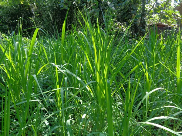 Gros Plan Pennisetum Purpureum Cenchrus Purpureus Schumach Napier Grass Elephant — Photo