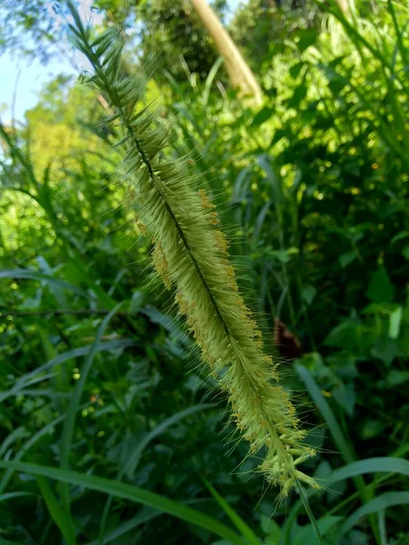 Gros Plan Pennisetum Purpureum Cenchrus Purpureus Schumach Napier Grass Elephant — Photo