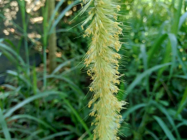 Закройте Pennisetum Purpureum Cenchrus Purpureus Fabmach Зеленая Трава Слоновая Трава — стоковое фото