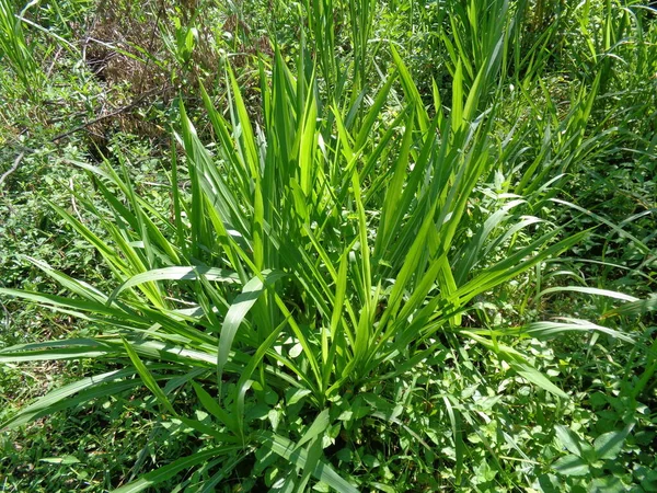 Pennisetum Purpureum Cenchrus Purpureus Schumach Napier Gras Elefantengras Uganda Gras — Stockfoto