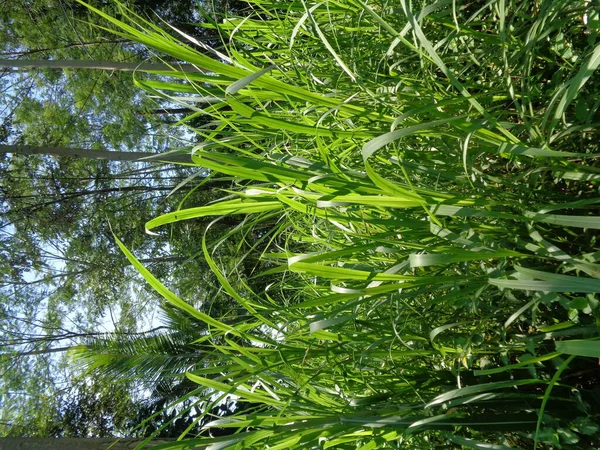 Zamknij Pennisetum Purpureum Cenchrus Purpureus Schumach Trawa Napier Trawa Słonia — Zdjęcie stockowe