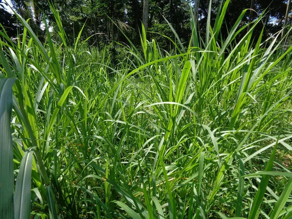 Közelkép Pennisetum Purpureum Cenchrus Purpureus Schumach Napier Elefánt Ugandai Kolonjono — Stock Fotó