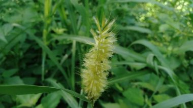Kültürel geçmişe sahip Pennisetum purpureum (Cenchrus purpureus Schumach, Napier grass, fil otu, Uganda otu, kolonjono, suket gajah) 'ı kapatın. Dev bir tropikal ot..