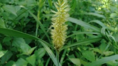 Kültürel geçmişe sahip Pennisetum purpureum (Cenchrus purpureus Schumach, Napier grass, fil otu, Uganda otu, kolonjono, suket gajah) 'ı kapatın. Dev bir tropikal ot..